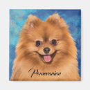 Search for spitz magnets Pomeranian