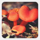 Search for small mushrooms stickers Photography