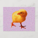Search for chicks postcards Farm