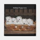 Search for maltese magnets Puppy