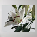 Search for oriental flowers posters Lily