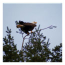 Search for bald eagle posters Tree
