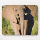 Search for walking mouse mats Dirt