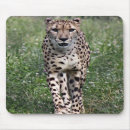 Search for safari mouse mats Photography
