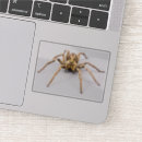 Search for tarantula stickers Scary