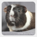 Search for piggie stickers Cavy