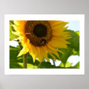 Search for bumblebee posters Sunflower