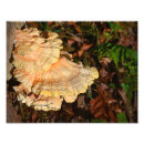 Search for edible mushrooms posters Forest