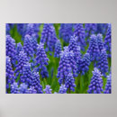 Search for grass flower posters Beauty