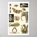 Search for assorted posters Animals