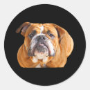 Search for funny english bulldog stickers Puppy