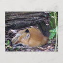 Search for wild fox postcards Photograph