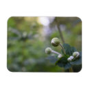 Search for budding magnets Green