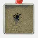 Search for young turtle Surf