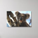 Search for koala canvas prints Wildlife