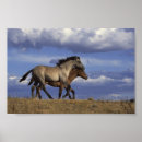 Search for yearling Filly