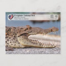Search for crocodile postcards Everglades