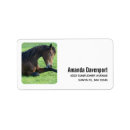 Search for equine labels Pony