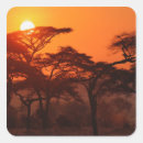 Search for acacia stickers Adam jones