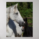 Search for warmblood posters Horses