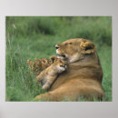 Search for panthera posters Young