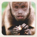 Search for monkey coasters Animal
