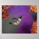 Search for archilochus posters Nature