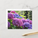 Search for blue hydrangea postcards Gardens
