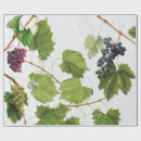 Search for grapes Vintage