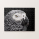 Search for parrot puzzles African grey parrot