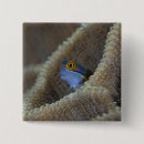Search for wild life badges Fish