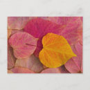Search for fall leaves design postcards Orange