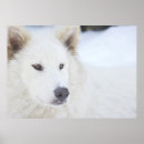 Search for arctic wolf posters Snow