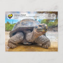 Search for tortoises postcards Galapagos