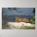 Search for african lion posters Nature