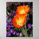 Search for iceland poppy posters Garden