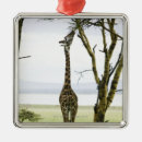 Search for kenya christmas tree decorations Outdoors