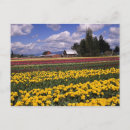 Search for crops postcards America