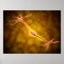 Search for neuron posters Nervous system
