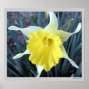 Search for yellow daffodil flowers posters Narcissus