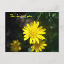Search for yellow daisy postcards Daisies