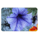 Search for petunia magnets White