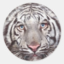 Search for white tiger stickers Wild