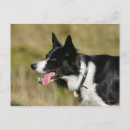 Search for headshot postcards Dog