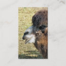 Search for camel business cards Animal
