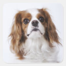 Search for animal business stickers Animals