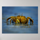 Search for crustacean posters Ocean