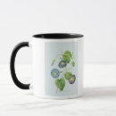 Search for pierre joseph mugs Botanical