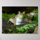 Search for bullfrog posters Photography