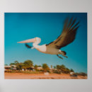Search for pelican posters Australia